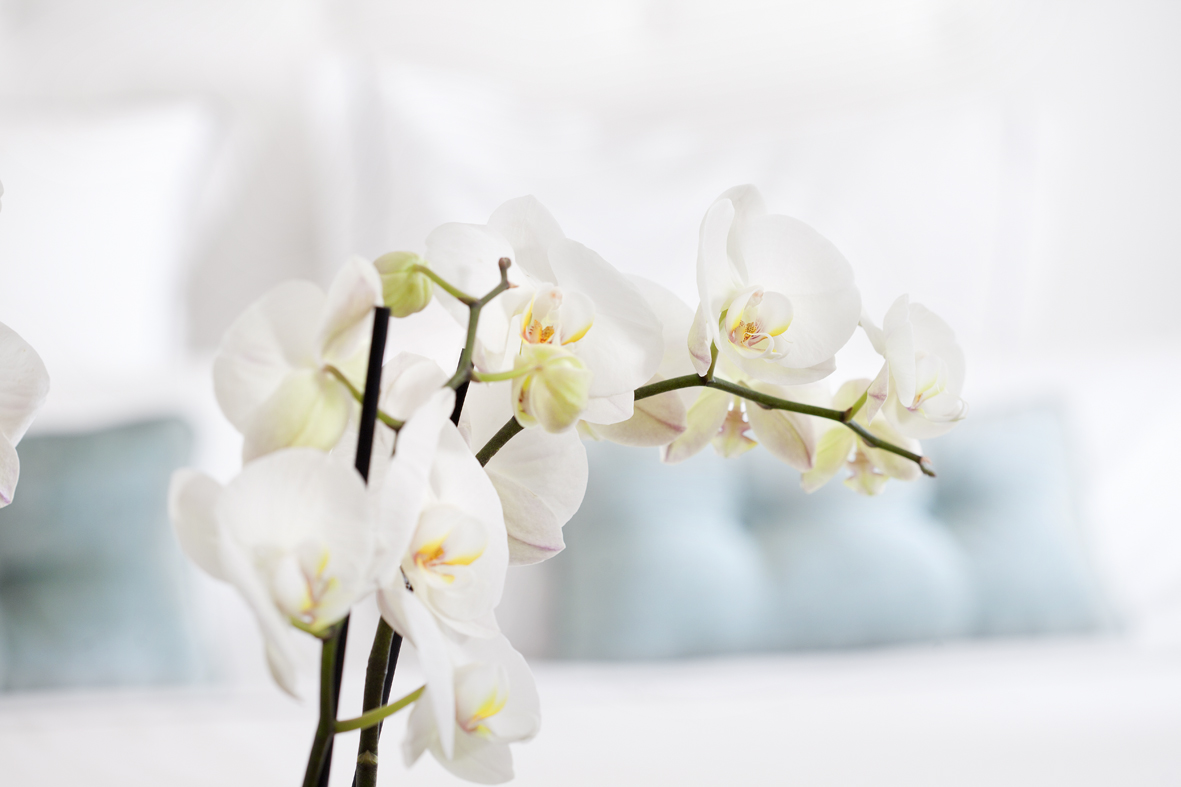 _MG_3479 - copia.jpg